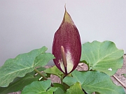 Arum cyrenaicum